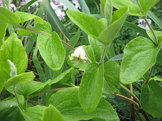 <i>Clematis coactilis</i> Species of flowering plant in the buttercup family Ranunculaceae