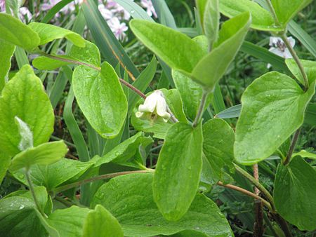 Tập_tin:Clematis_coactilis.jpg