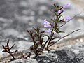 Clinopodium glabrum