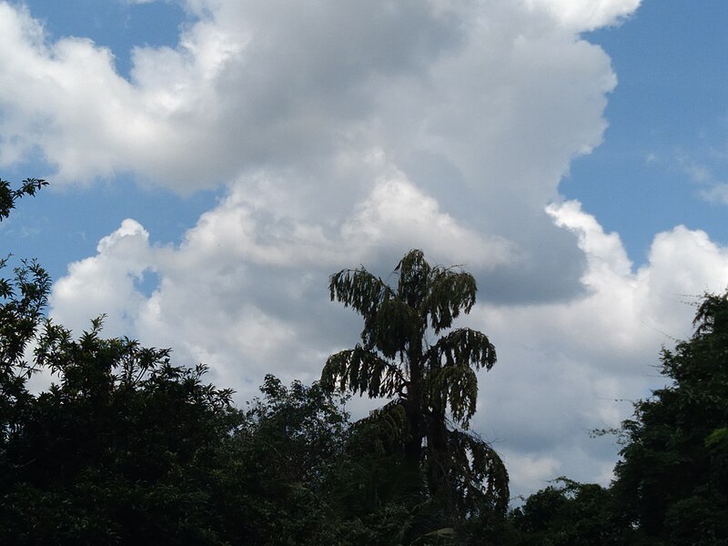 File:Clouds and trees 3.jpg