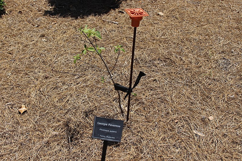 File:Coastal Georgia Botanical Gardens, Georgia Fevertree pinckneya pubens.jpg