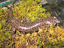 Coastal Giant Salamander, Dicamptodon tenebrosus.jpg