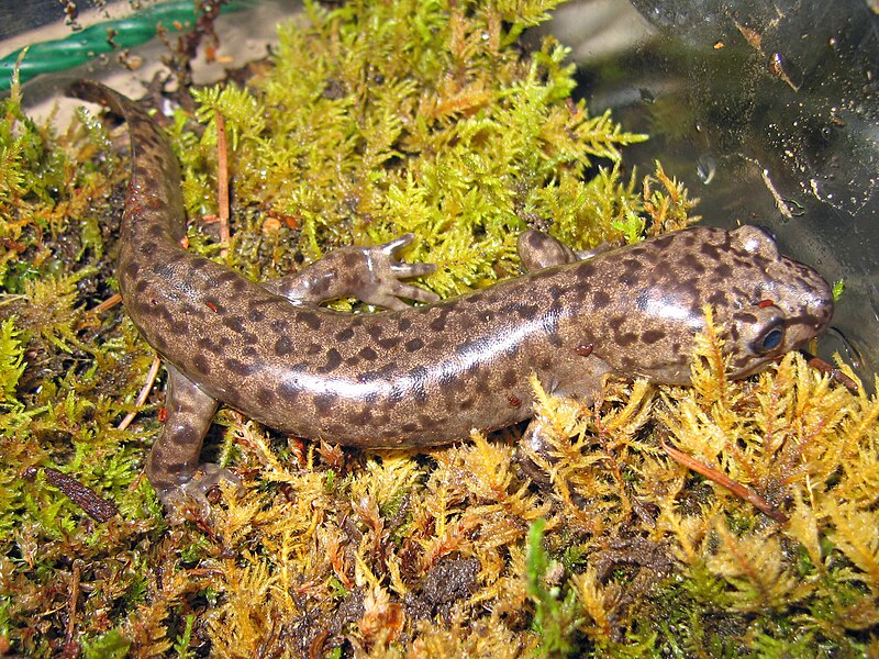 File:Coastal Giant Salamander, Dicamptodon tenebrosus.jpg