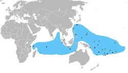 Distribution des crabes des cocotiers.