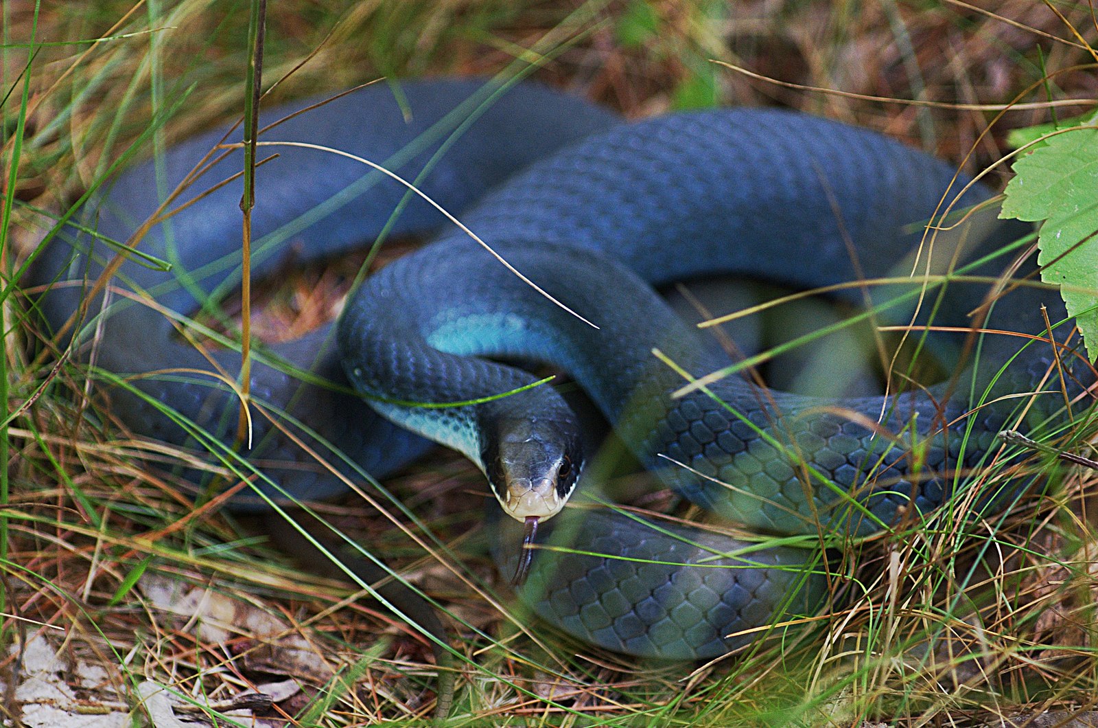 Blue Racer Snake