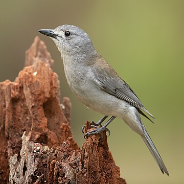 Grey shrikethrush