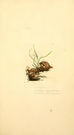 Coloured Figures of English Fungi or Mushrooms - t. 117.png