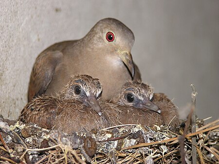 Tập_tin:Columbina_talpacoti_in_nest.jpeg