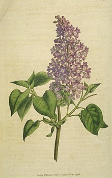 220px Common Lilac