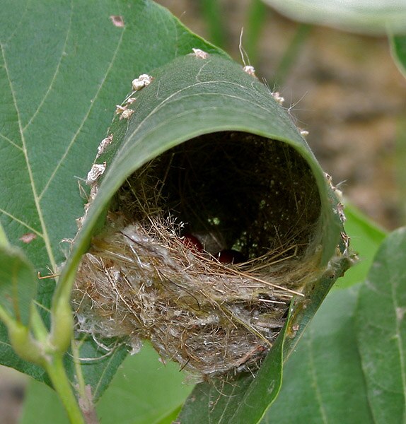 A pouch containing a tailorbird's nest