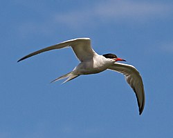 Common Tern 1 (5974229104).jpg