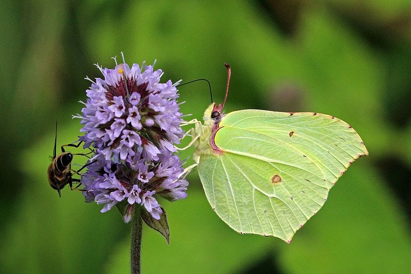 File:Common brimstone butterfly (Gonepteryx rhamni) male 5.jpg