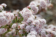 Umum pinggiran-myrtle Calytrix tetragona (8177155251).jpg