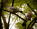 Common wood pigeon (17604190864).jpg