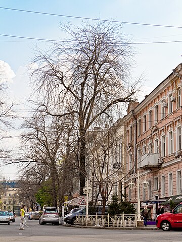 Гаванна вулиця (Одеса)