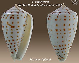 Conus angioiorum