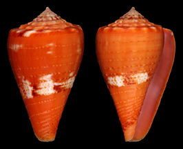 Conus stanfieldi