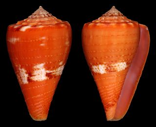 <i>Conus stanfieldi</i> Species of sea snail