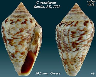 <i>Conus ventricosus</i> species of mollusc