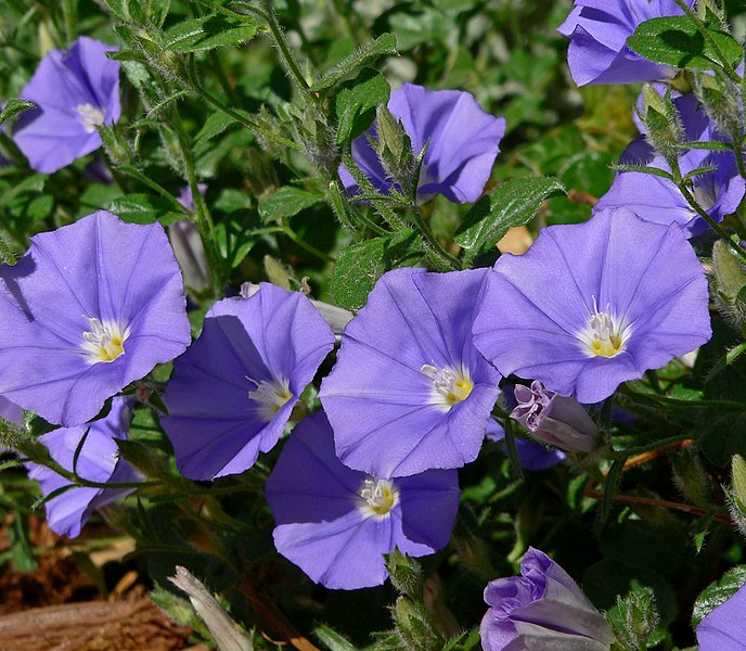 File:Convolvulus mauritanicus 2.jpg