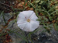 Convolvulus oleifolius