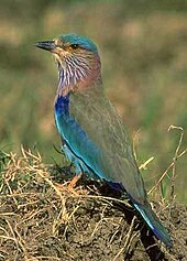 The state bird, Indian roller Coraciasbenghalensis.jpg