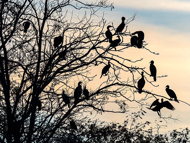 File:Cormorants over the Peconic at sunset (03017).jpg