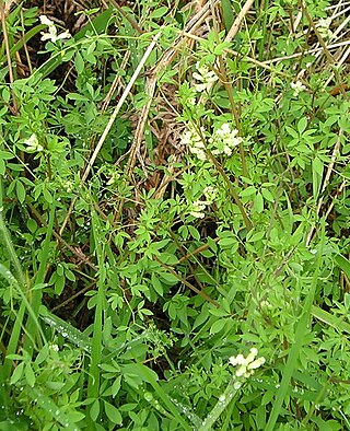 <i>Ceratocapnos claviculata</i> Species of plant