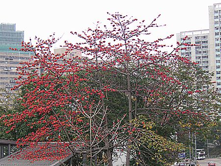 Tập_tin:Cotton_tree_at_Tsing_Yi_Island.jpg