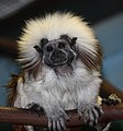 Cottontop Tamarin