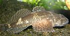 Közös sculpin