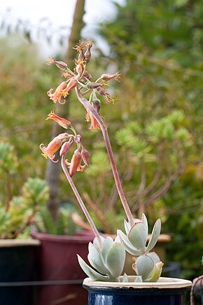 Beskrivelse af billedet Cotyledon orbiculata 2.jpg.