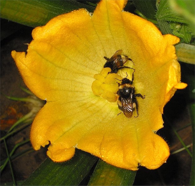 File:Courgette bloem met gewone aardhommel (Cucurbita pepo and Bombus terristris).jpg