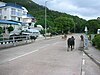 Cows on South Lantau Road, Tong Fuk 20060816.jpg