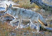 Coyote Yellowstone (dipotong).jpg