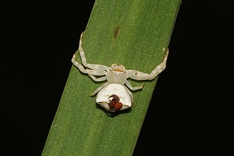 Crab spider