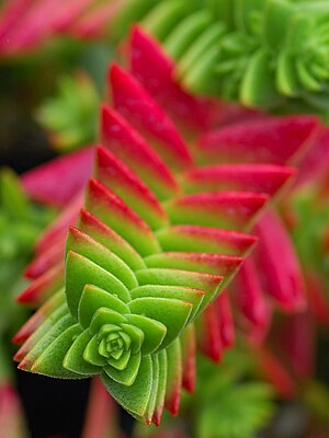 Crassula capitella leaves - edit3