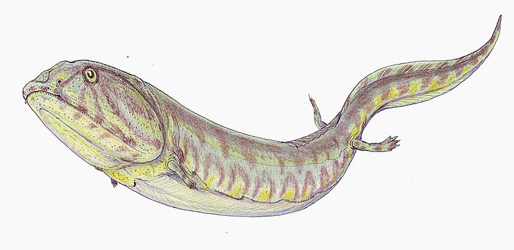 Crassygyrinus was a carnivorous stem-tetrapod from the early Carboniferous of Scotland.