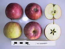 Cross section of a Red Dougherty Cross section of Red Dougherty, National Fruit Collection (acc. 1952-221).jpg