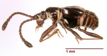 Ctenisodes sp 150677 sivusuunnassa