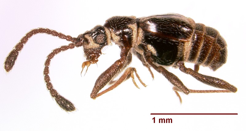 File:Ctenisodes sp 150677 lateral.tif