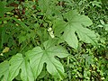 Miniatura para Calycocarpum