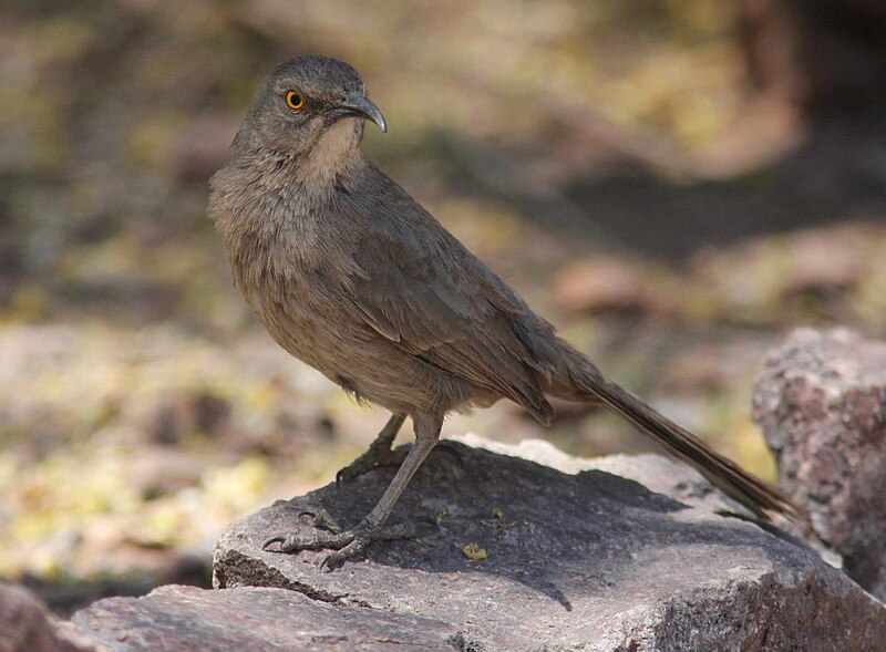 File:Curve-billed thrasher on rock.jpg