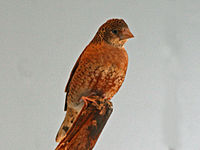 Finch, Cut-throat ♀ Amadina fasciata