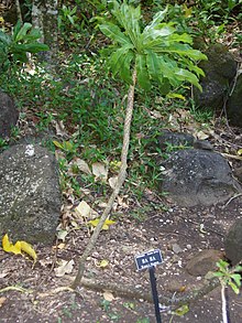 Cyanea hardyi (Kebun limahuli dan Melestarikan).JPG