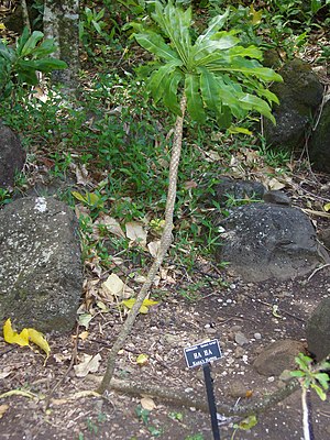 Cyanea hardyi