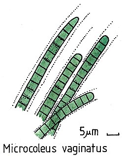 Microcoleus vaginatus