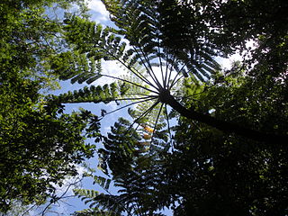 Cyathea medullaris (Flora of New Zealand)