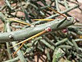 Cylindropuntia arbuscula