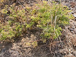 Cymopterus terebinthus or Pteryxia terebinthina (3940145602).jpg